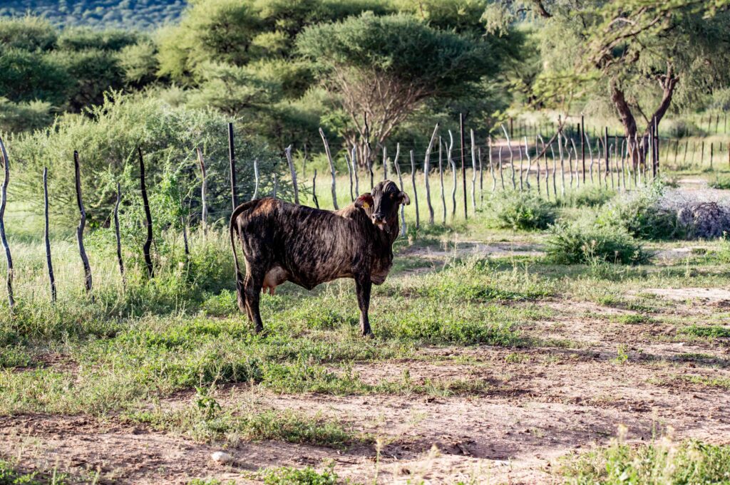 Namibia Farm